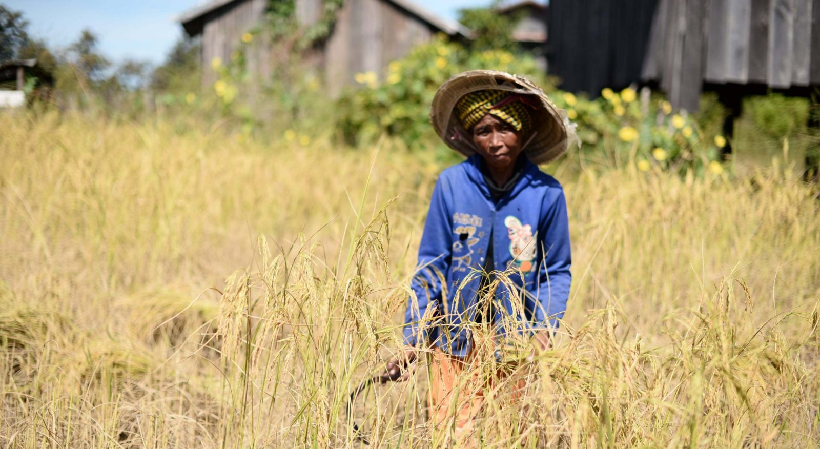 Kampong Speu Population Farmer Cut Rice